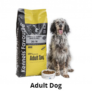 Adult Dog